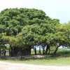 Tourism locations in Delft Island.
